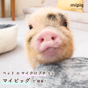 mipig_1080_1080_3