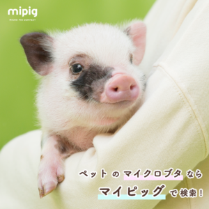 mipig_1080_1080_5
