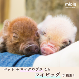 mipig_1080_1080_4