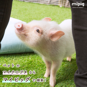 mipig_1080_1080_6