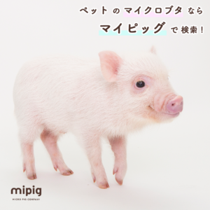 mipig_1080_1080_1