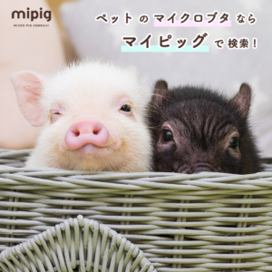 mipig_1080_1080_2
